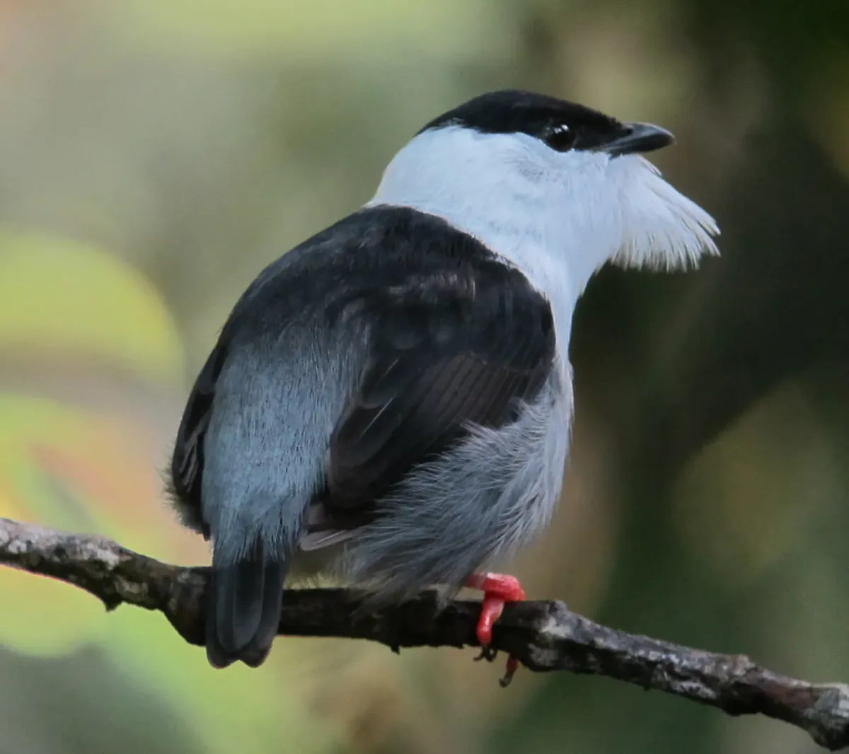 File:Manacus manacus Saltarín barbiblanco White-bearded Manakin (male) (6768345289).jpg