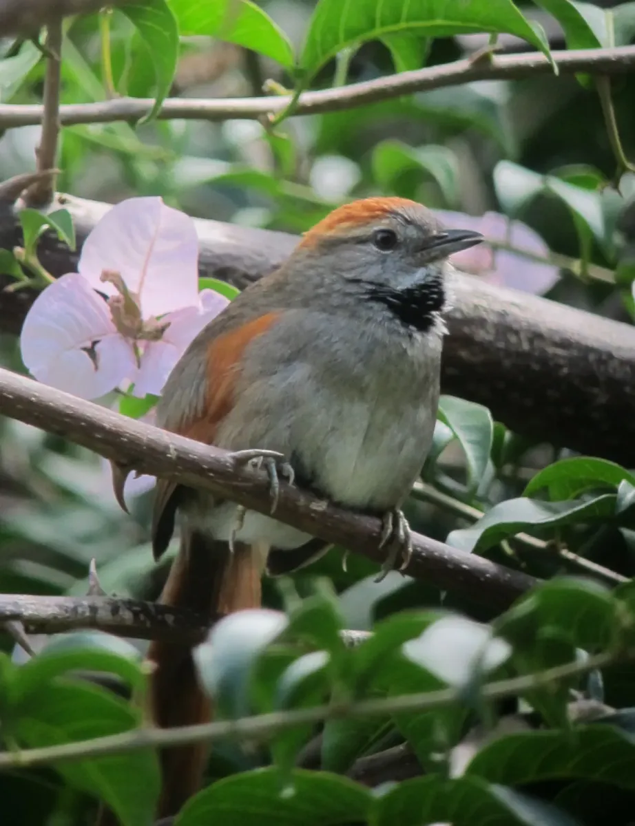 File:Synallaxis azarae Chamicero piscuis Azara's Spinetail (6669300545).jpg
