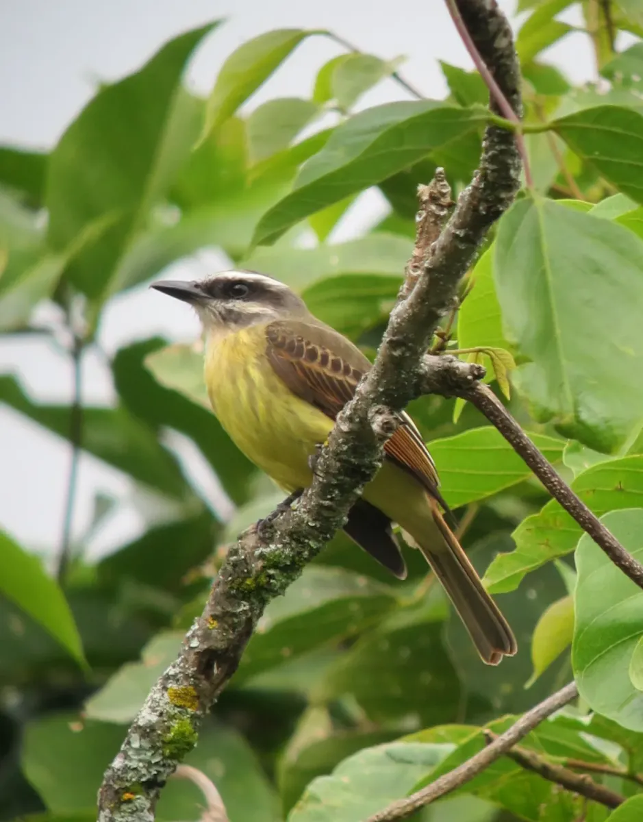 File:Myiodynastes chrysocephalus Atrapamoscas lagartero Golden-crowned Flycatcher (6663392227).jpg