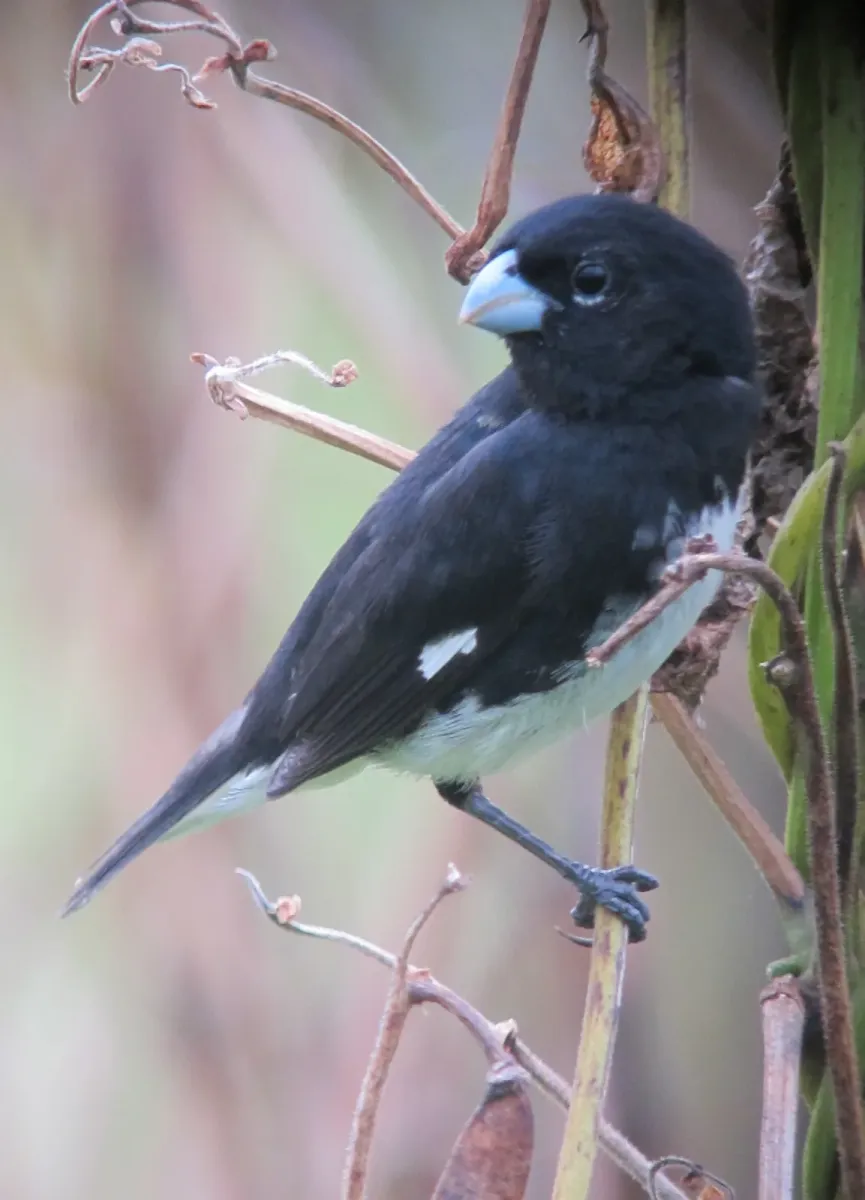 File:Sporophila luctuosa Espiguero negriblanco Black-and-White Seedeater (6630878945).jpg