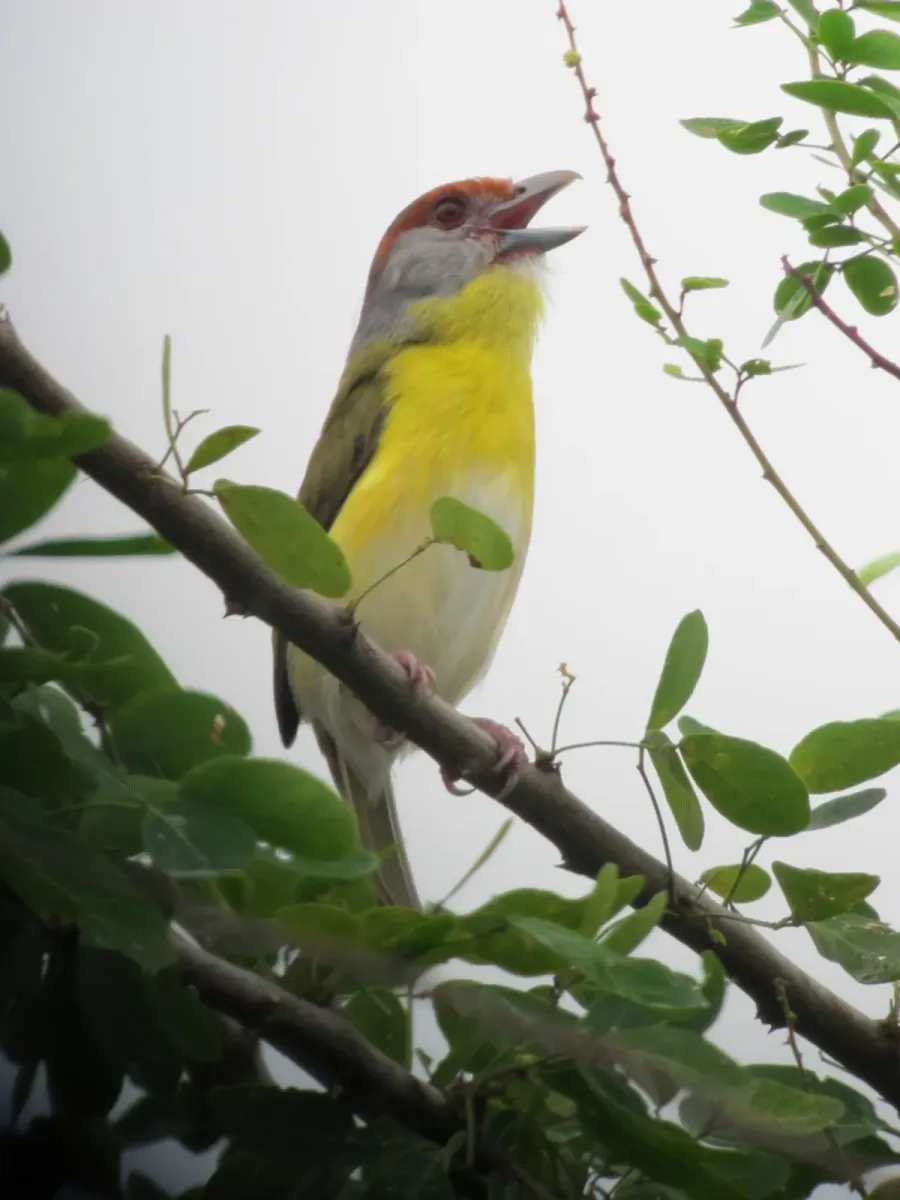 File:Cyclarhis gujanensis Verderón cejirrufo Rufous-browed Peppershrike (6556109791).jpg