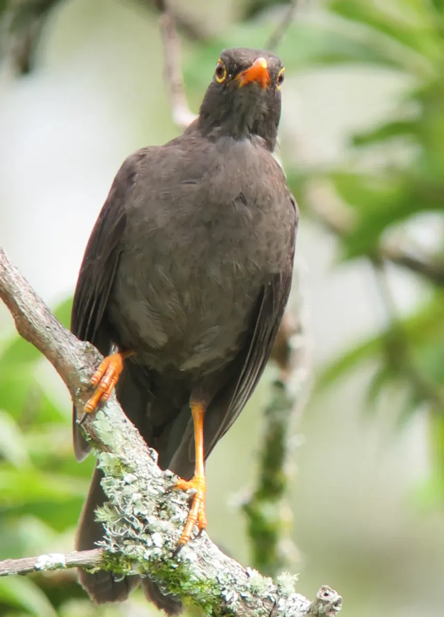 File:Turdus fuscater Mirla patinaranja Great Thrush ( male ) (6559213751).jpg