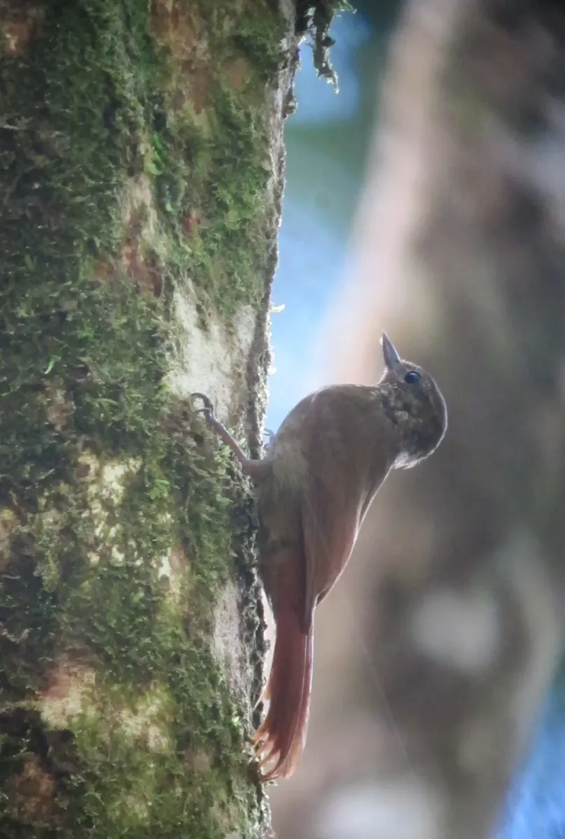 File:Glyphorynchus spirurus Trepatrocos pico de cuña Wedge-billed Woodcreeper (8114530199).jpg