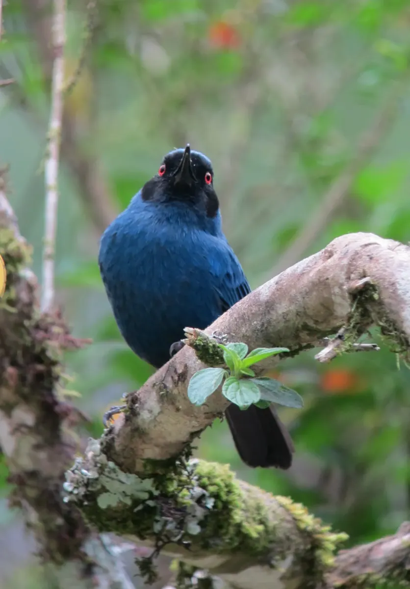 File:Diglossa cyanea Picaflor de antifaz Masked Flowerpiercer (7936762466).jpg