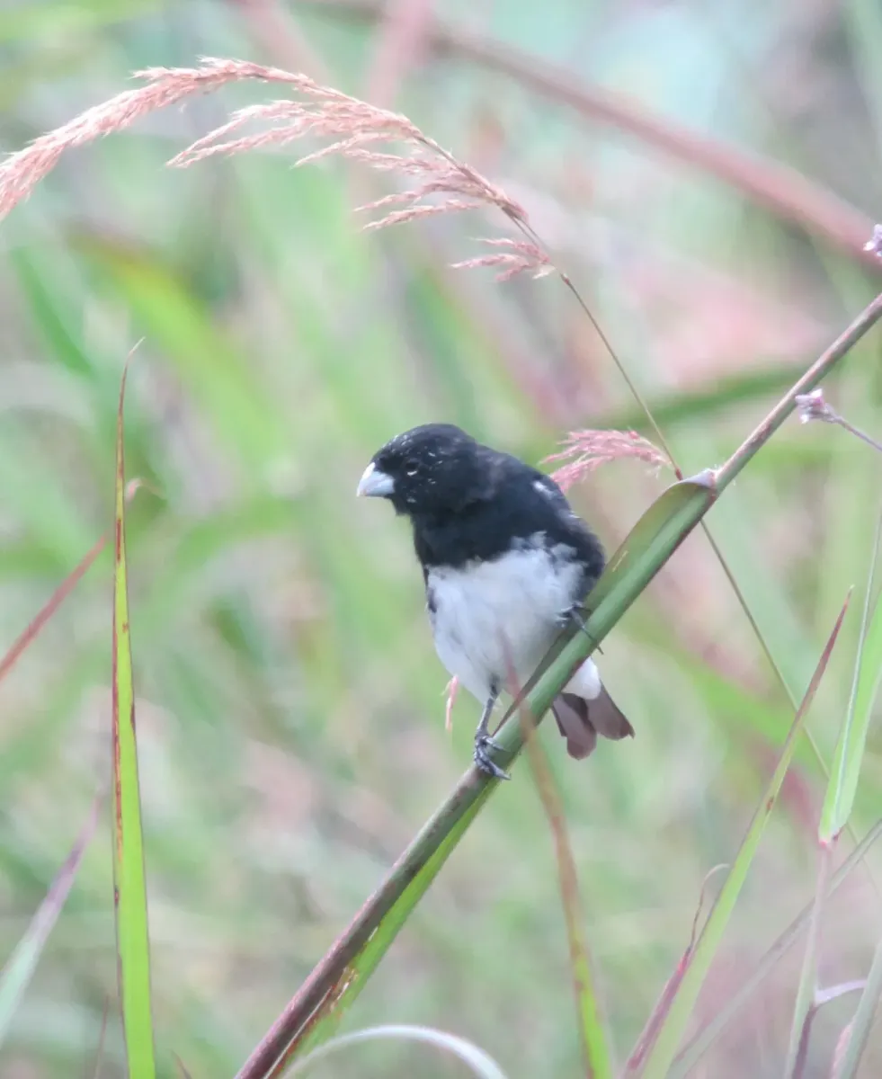 File:Sporophila luctuosa Espiguero negriblanco Black-and-White Seedeater (7871958164).jpg