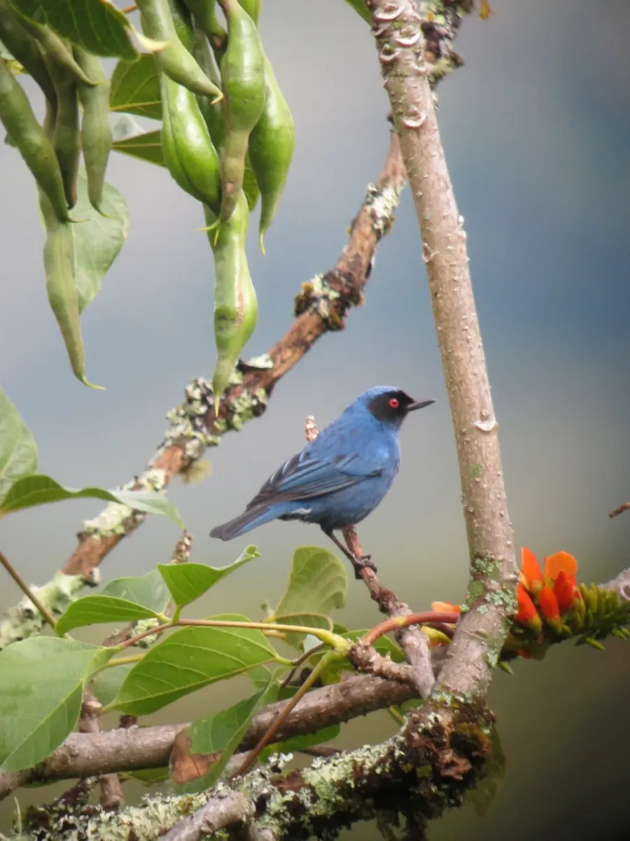 File:Diglossa cyanea Picaflor de antifaz Masked Flowerpiercer (7853446658).jpg