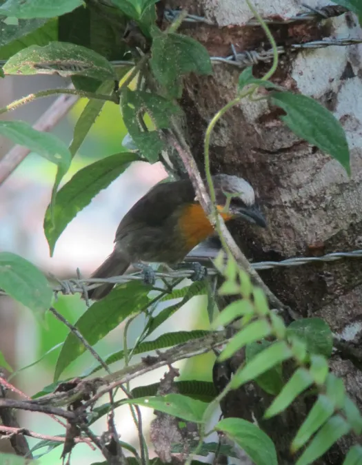 File:Capito aurovirens Torito coronado Scarlet-crowned Barbet (female) (7834117970).jpg