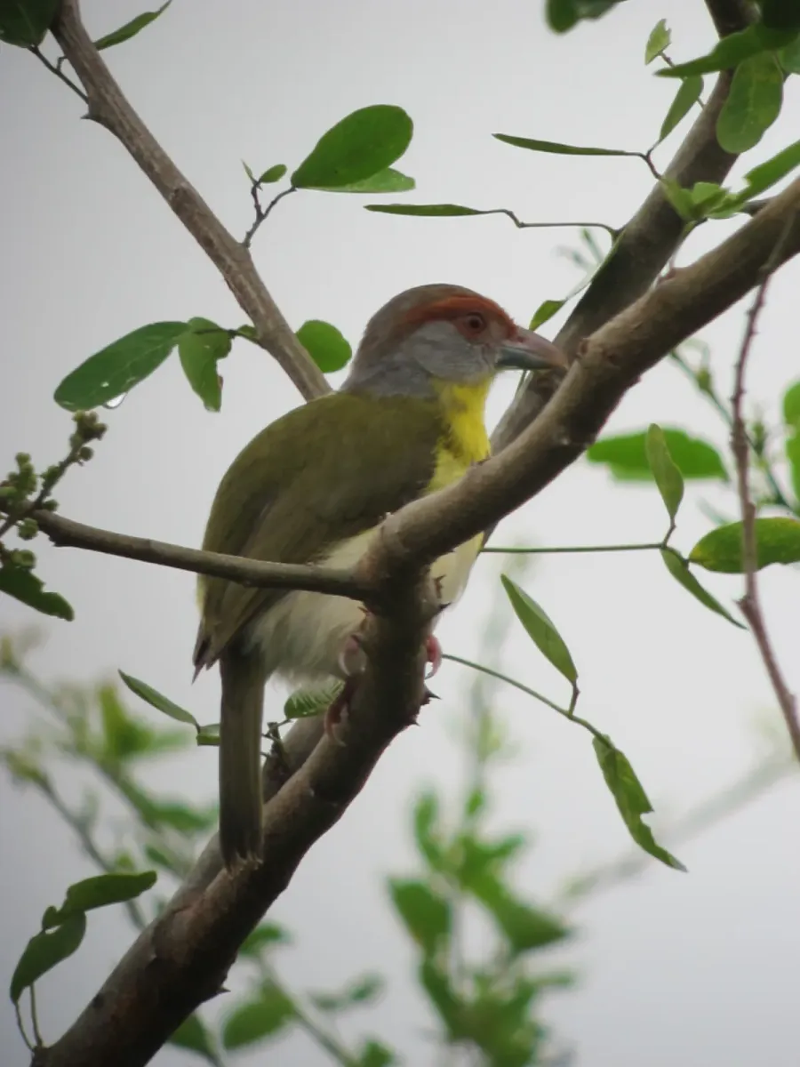 File:Cyclarhis gujanensis Verderón cejirrufo Rufous-browed Peppershrike (7626142356).jpg