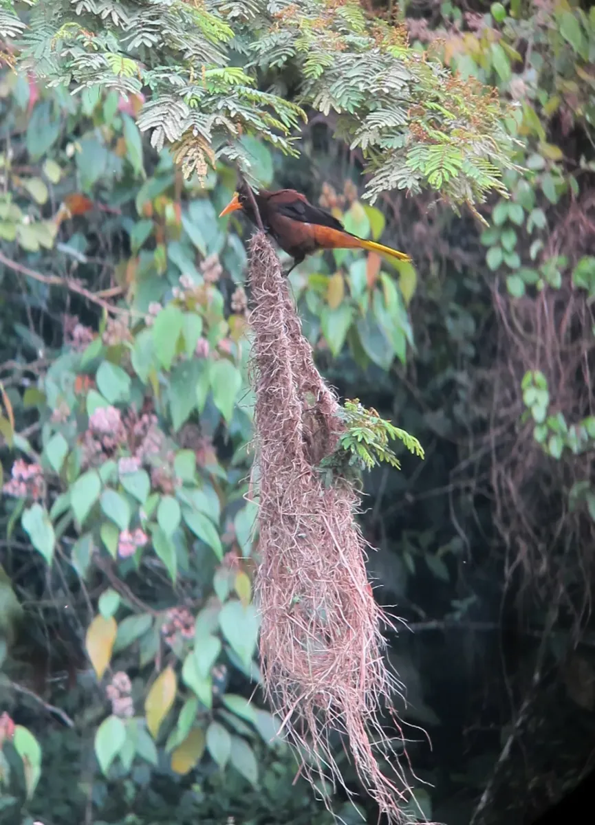 File:Psarocolius angustifrons Oropéndola variable Russet-backed Oropendola (7618773500).jpg