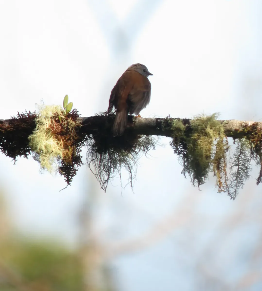 File:Myadestes ralloides Solitario andino Andean Solitaire (7618731470).jpg