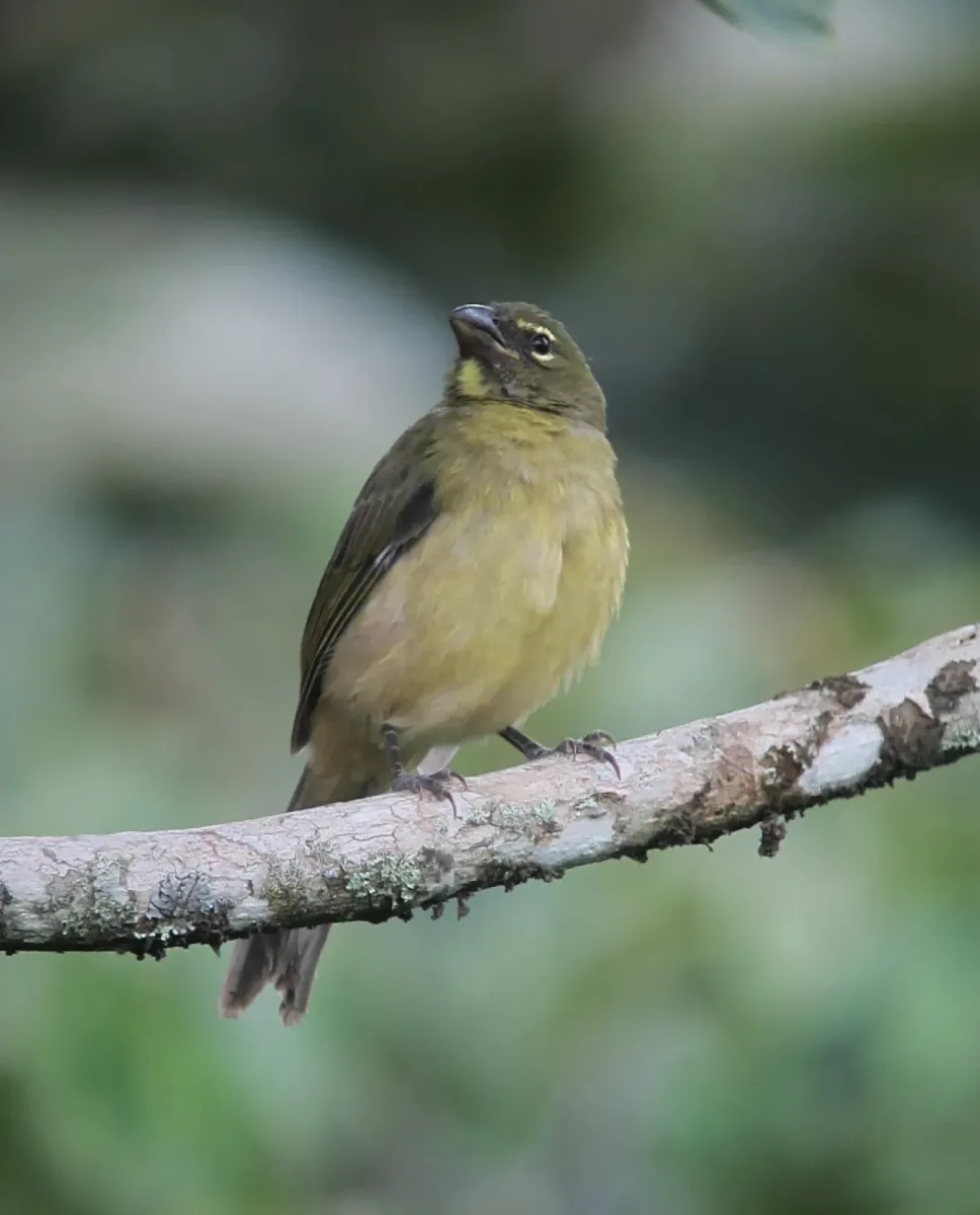 File:Saltator coerulescens Saltador papayero Greyish Saltator (7587117712).jpg