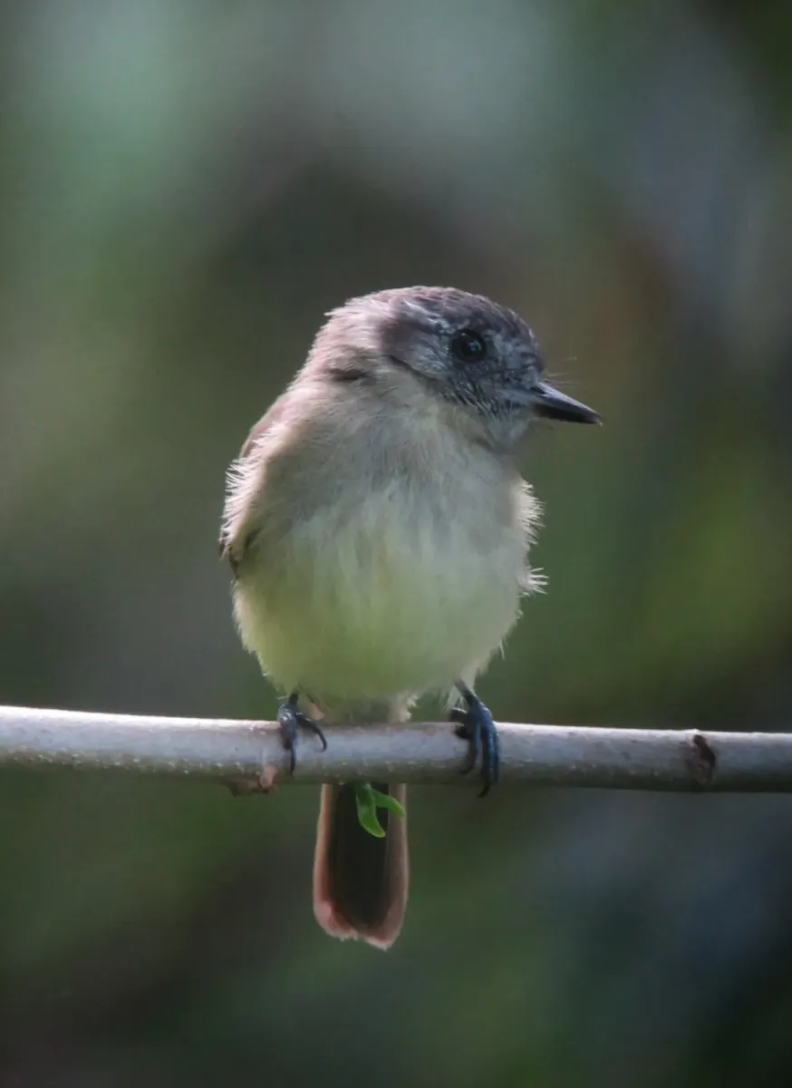File:Leptopogon superciliaris Atrapamoscas orejinegro Slaty-capped Flycatcher (7493769270).jpg
