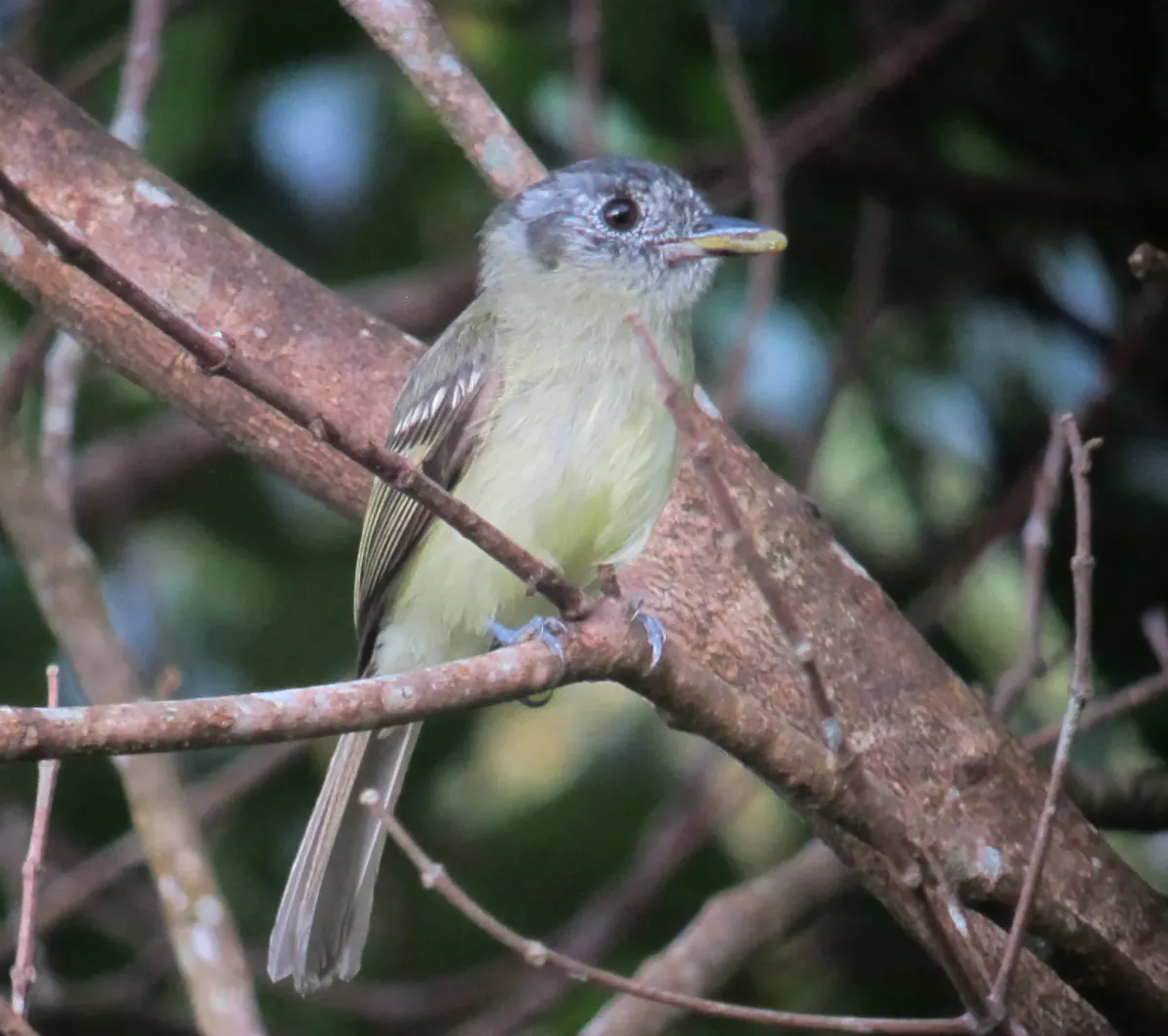 File:Leptopogon superciliaris Atrapamoscas orejinegro Slaty-capped Flycatcher (7381913234).jpg