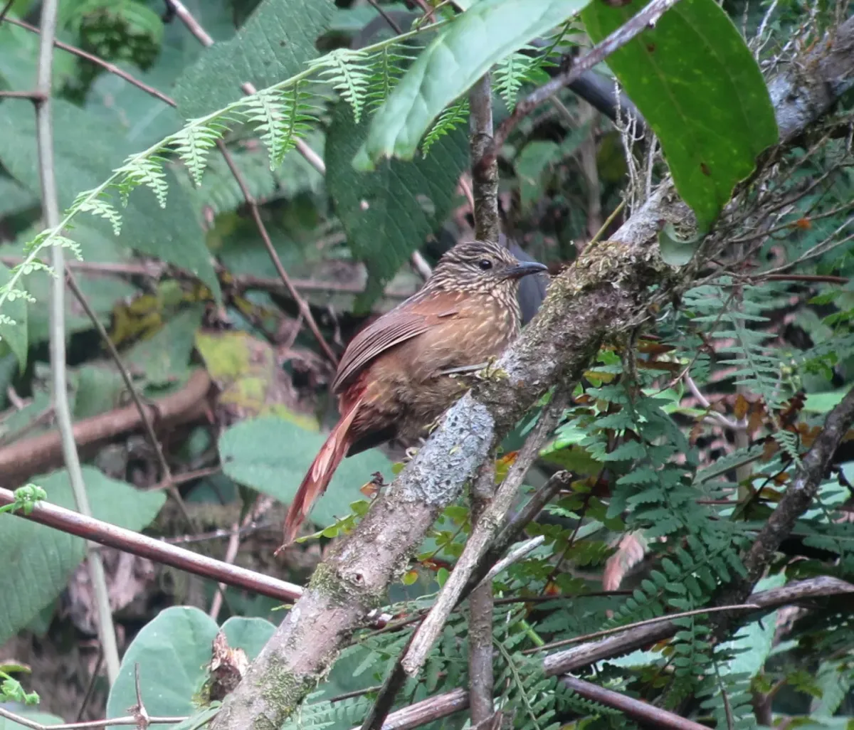 File:Thripadectes holostictus Hojarasquero mediano Striped Treehunter (10715939083).jpg