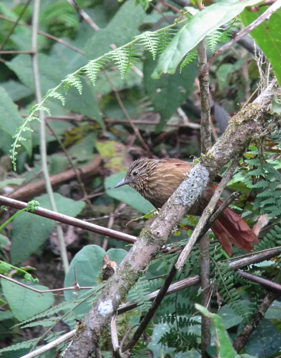 File:Thripadectes holostictus Hojarasquero mediano Striped Treehunter (10448669373).jpg