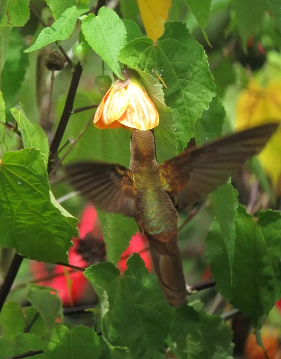 File:Coeligena coeligena Inca bronceado Bronzy Inca (9225730760).jpg
