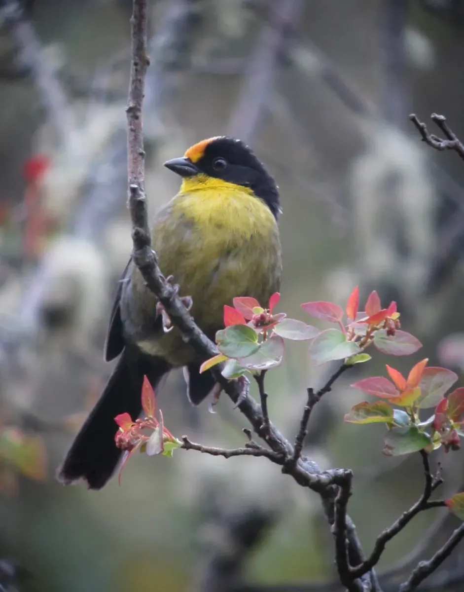 File:Atlapetes pallidinucha Gorrión-montés cabeciblanco Pale-naped Brush-Finch (9040202133).jpg