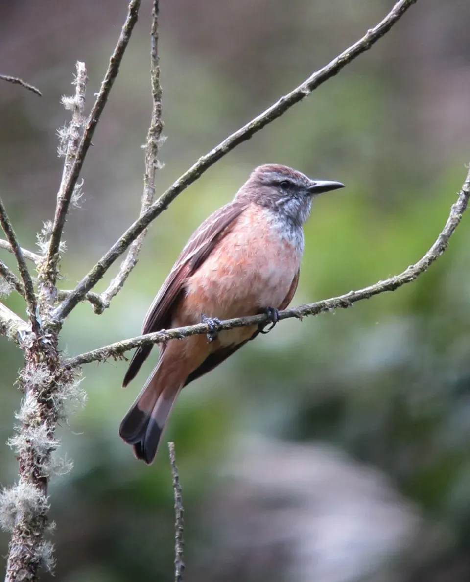 File:Myiotheretes striaticollis Atrapamoscas chiflaperro Streak-throated Bush-Tyrant (8991463338).jpg