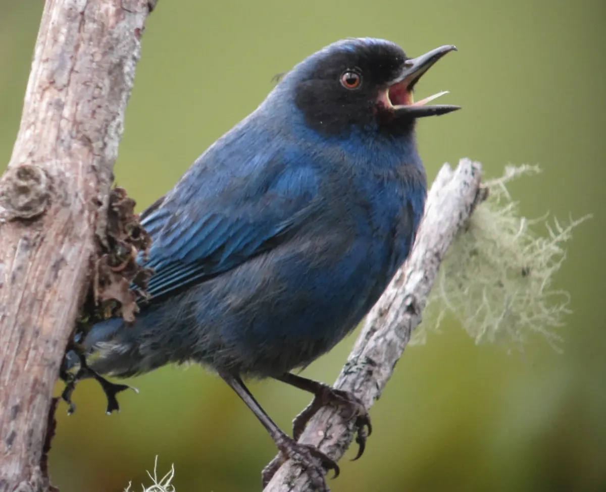 File:Diglossa cyanea Picaflor de antifaz Masked Flowerpiercer (8950927636).jpg