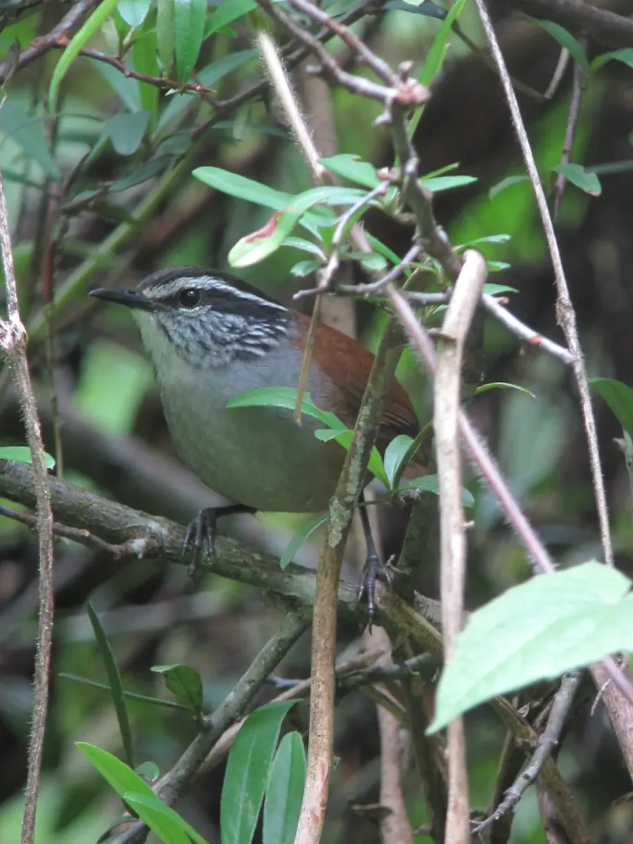 File:Henicorhina leucophrys Cucarachero pechigrís Grey-breasted Wood-Wren (8753093329).jpg