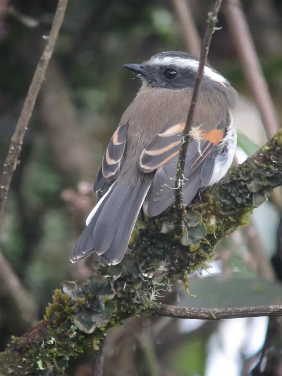 File:Ochthoeca rufipectoralis Pitajo pechirrufo Rufous-breasted Chat-Tyrant (8753094941).jpg