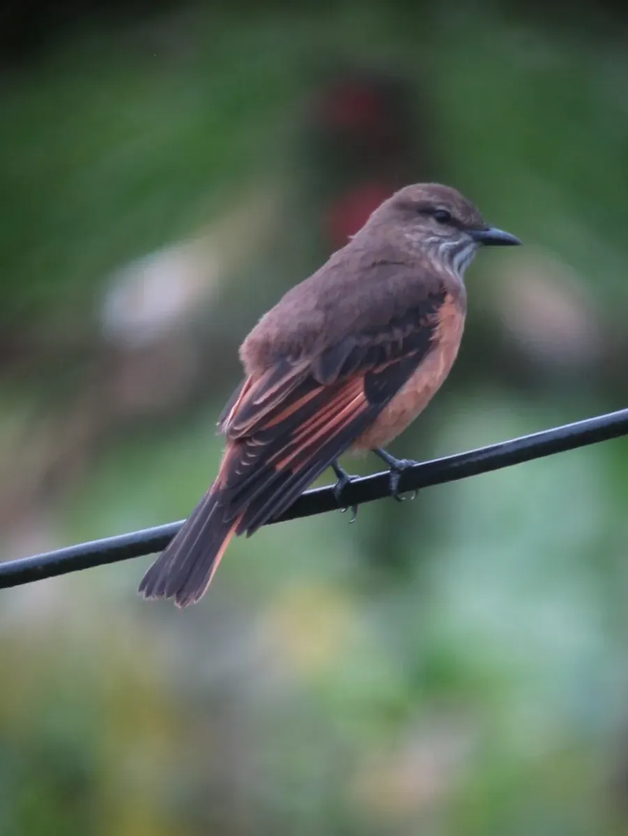 File:Myiotheretes striaticollis Atrapamoscas chiflaperro Streak-throated Bush-Tyrant (8742028475).jpg