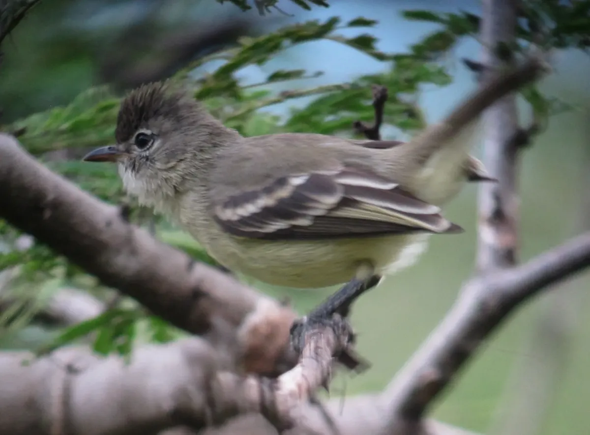 File:Camptostoma obsoletum Tiranuelo silbador Southern Beardless-Tyrannulet (8941650041).jpg
