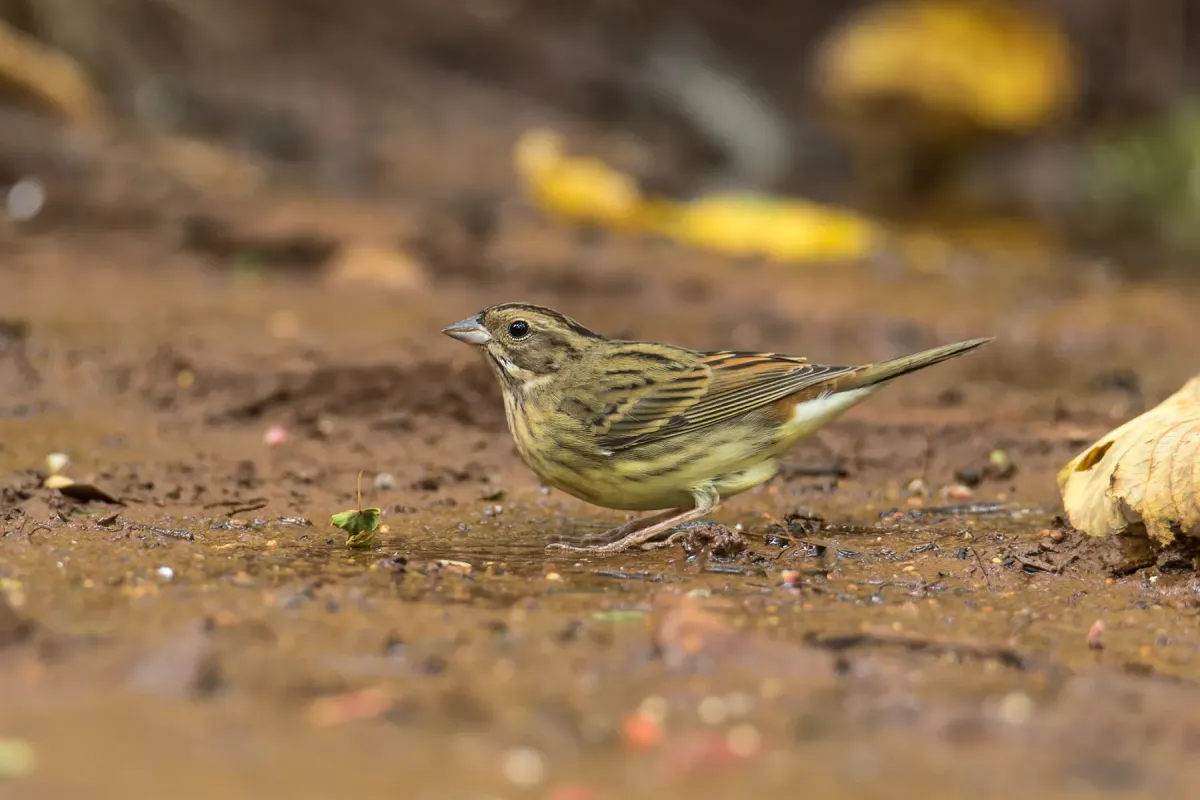 File:Emberiza rutila - Rötelammer, Weibchen 172845812.jpg
