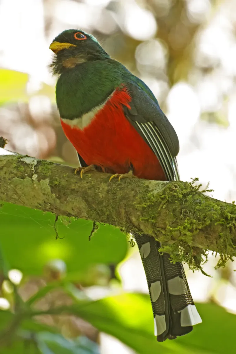 File:Masked Trogon (Trogon personatus) (20117774276).jpg