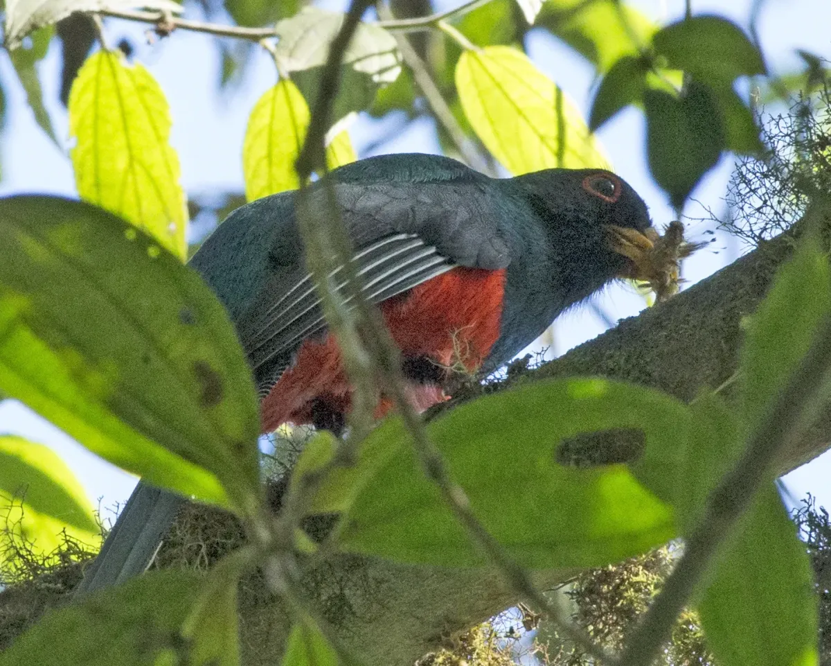 File:Masked Trogon (Trogon personatus) (20135981872).jpg