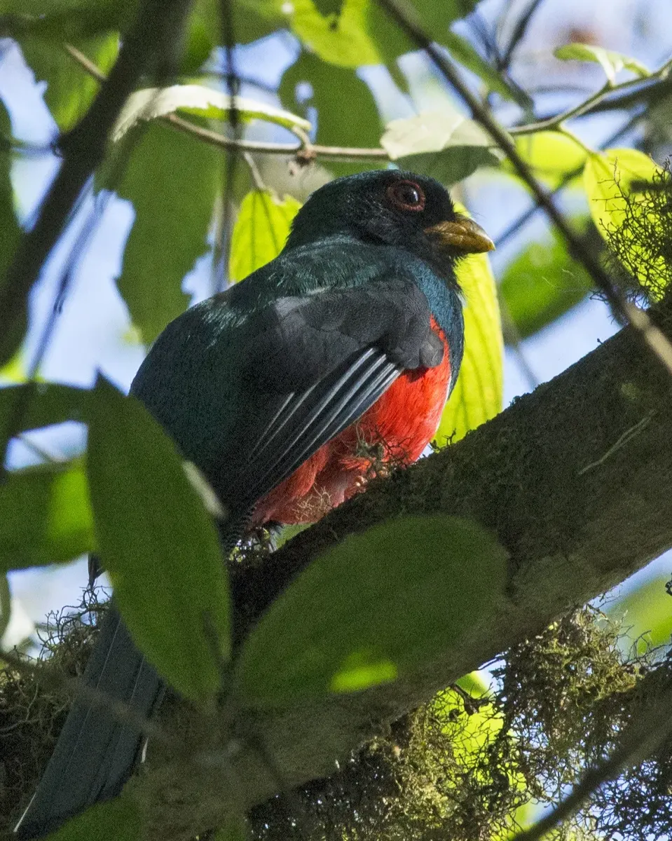 File:Masked Trogon (Trogon personatus) (19366227469).jpg