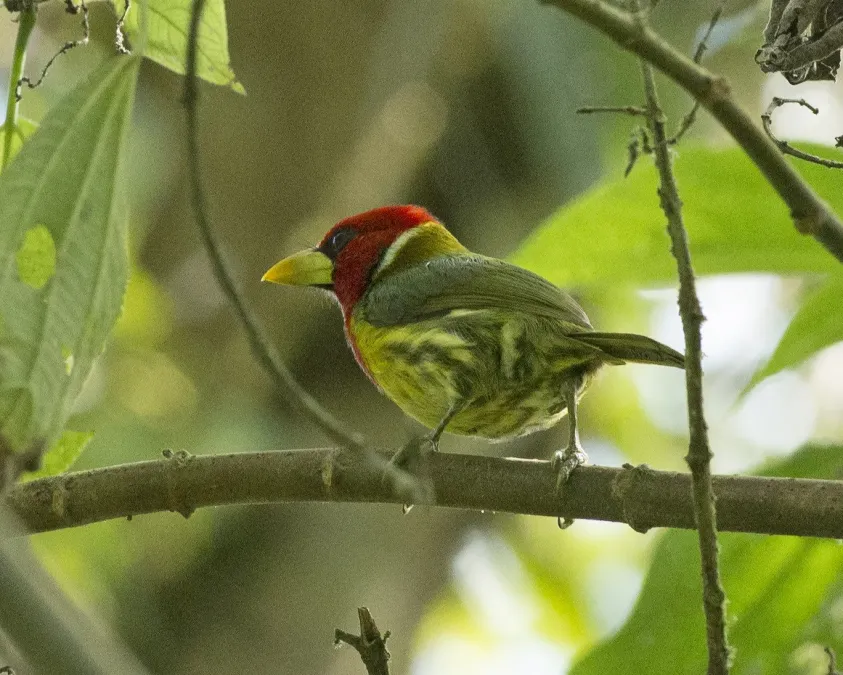 File:Red-headed Barbet (Eubucco bourcierii) (19366227339).jpg