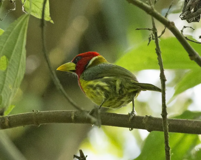 File:Red-headed Barbet (Eubucco bourcierii) (18930220654).jpg