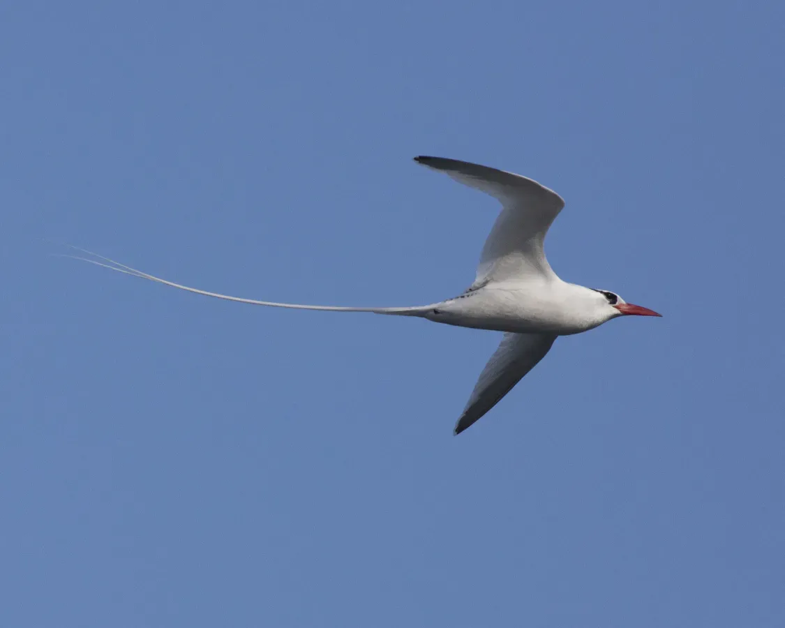 File:Red-billed Tropicbird (Phaethon aethereus mesonauta) (20795595231).jpg