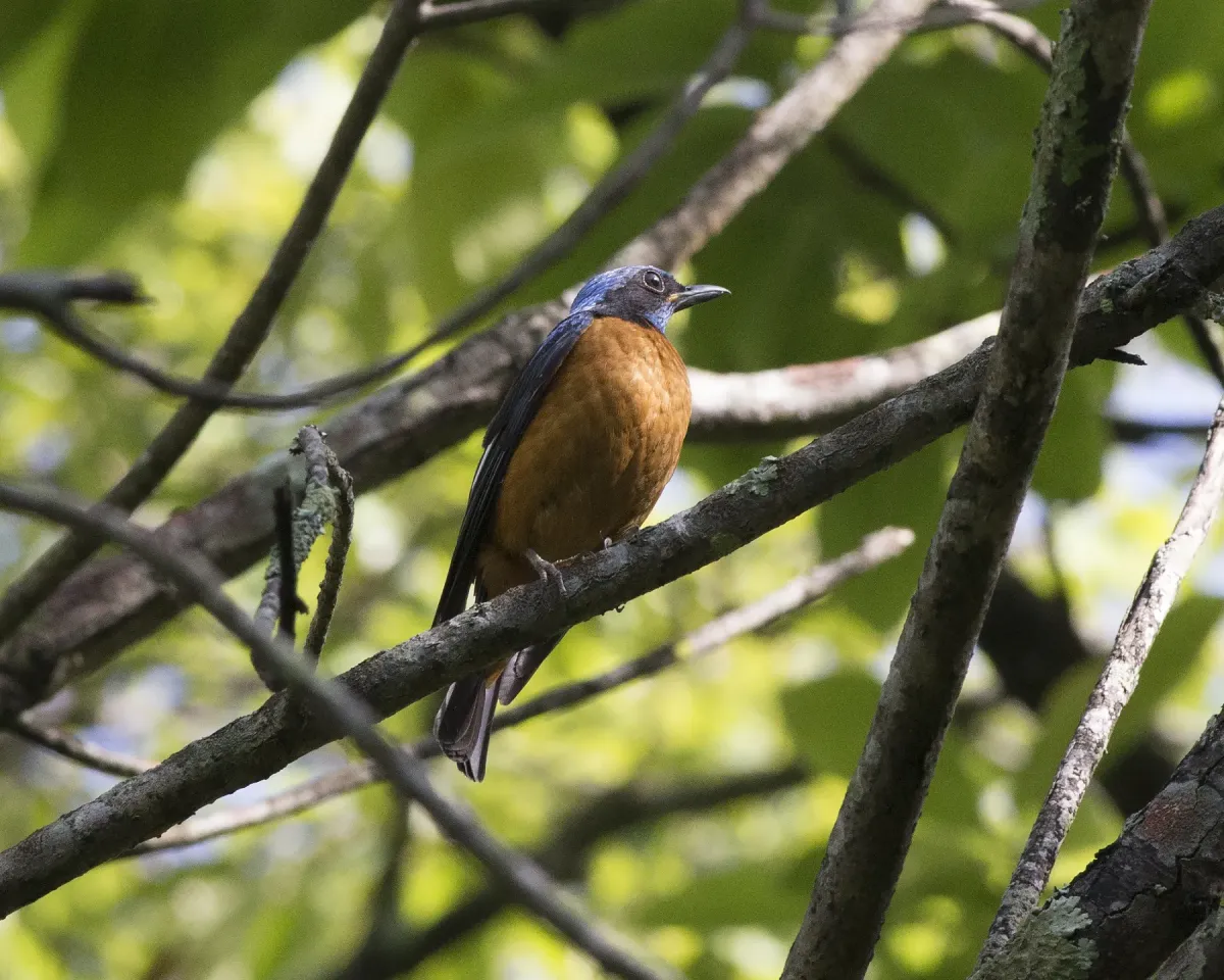 File:Chestnut-bellied Rock-Thrush ( Monticola rufiventris) male (18544767744).jpg