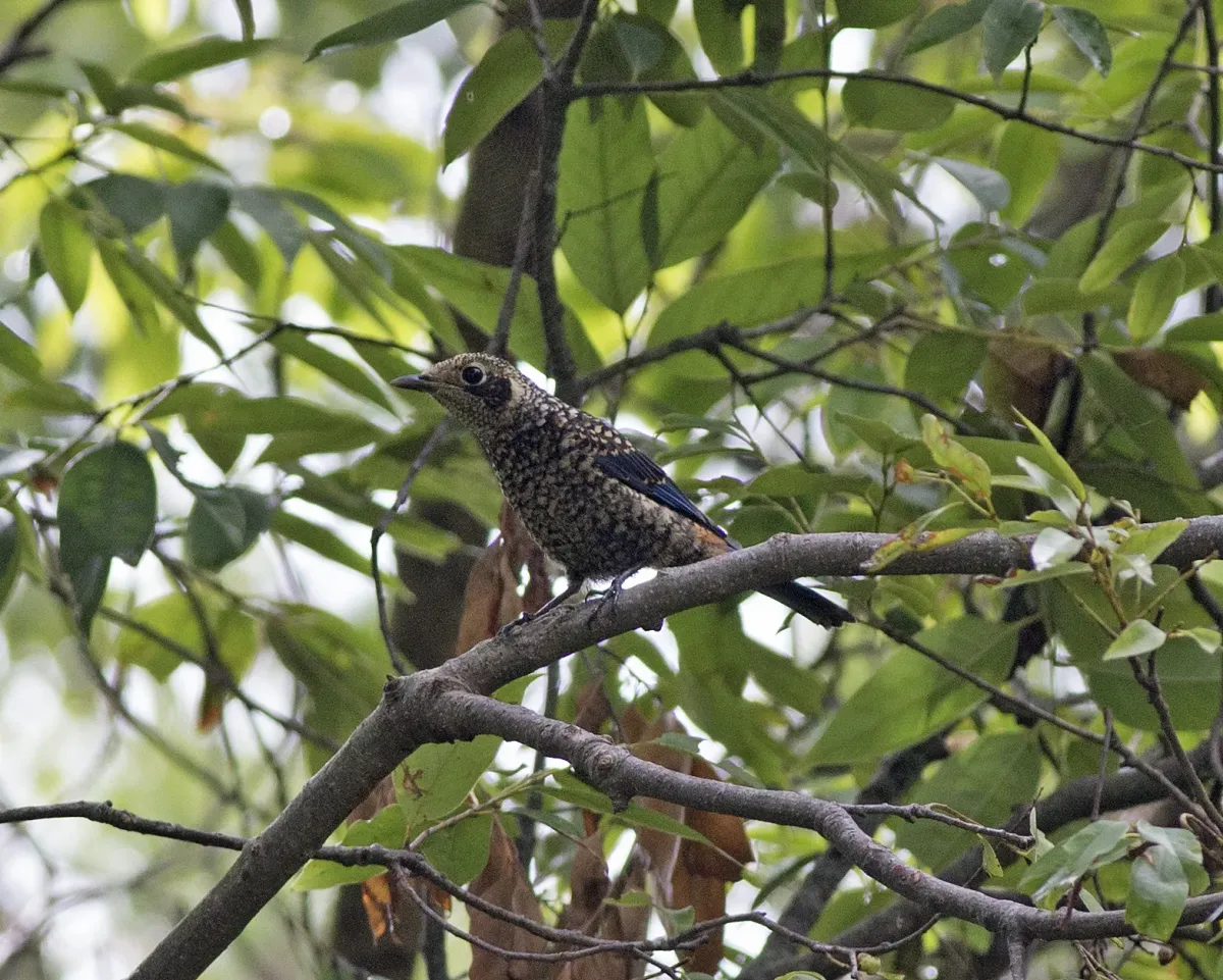 File:Chestnut-bellied Rock-Thrush ( Monticola rufiventris) immature male (18544284584).jpg