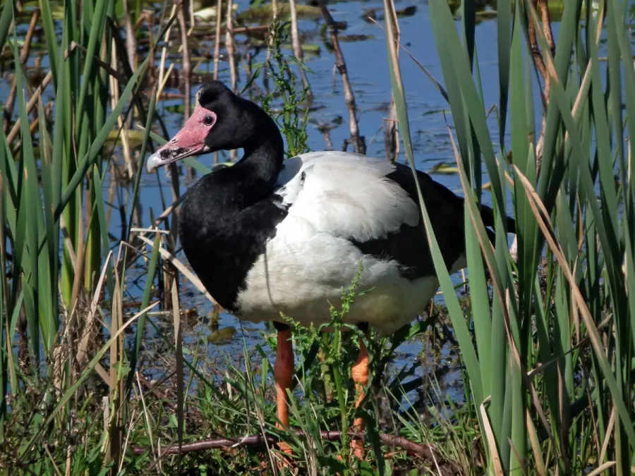 File:Anseranas semipalmata -Edithvale Wetland, Melbourne, Australia-8.jpg