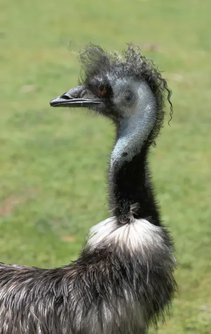 File:Emu (Dromaius novaehollandiae) looking backwards at Auckland Zoo.jpg