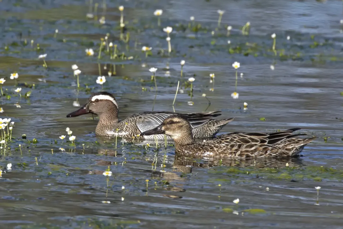 File:Garganey (Spatula querquedula) male and female.jpg