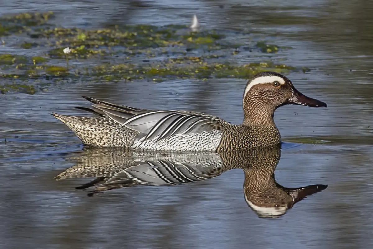 File:Garganey (Spatula querquedula) male.jpg