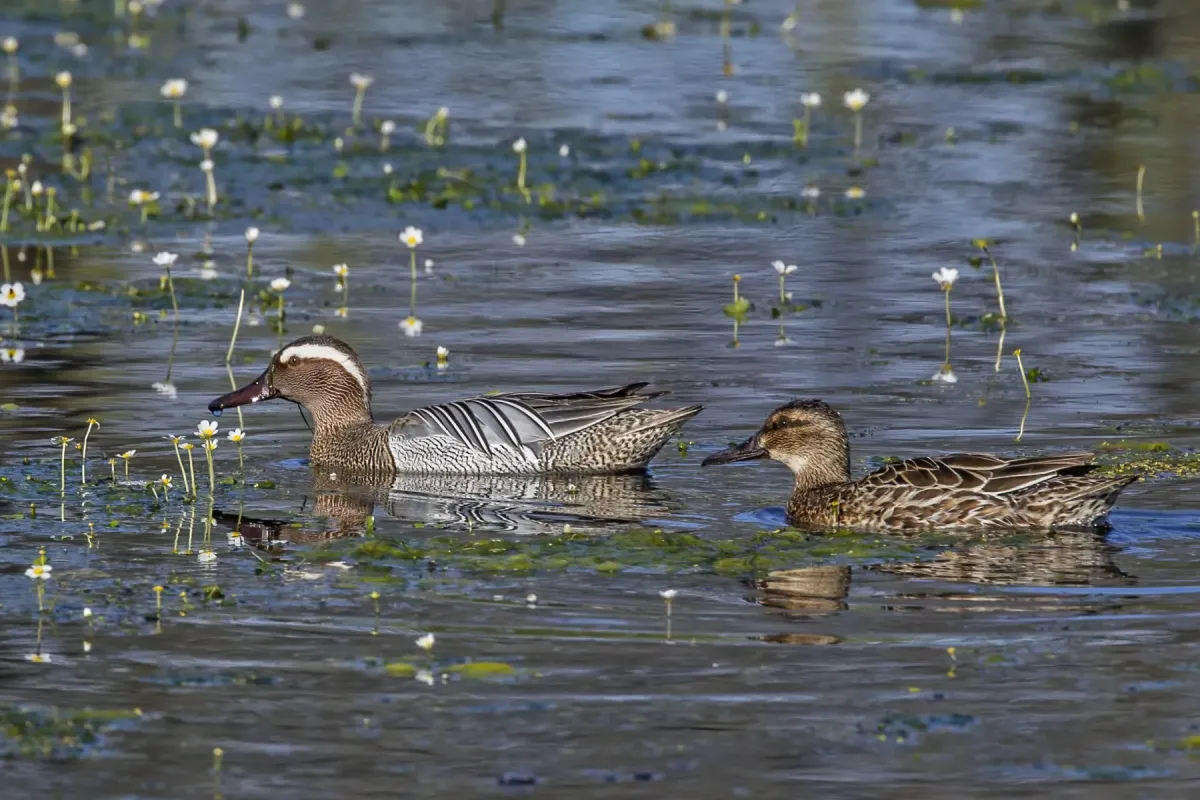 File:Garganey (Spatula querquedula) male and female 2.jpg