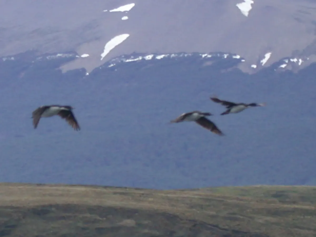 File:Imperial Shag (Leucocarbo atriceps) 3.jpg