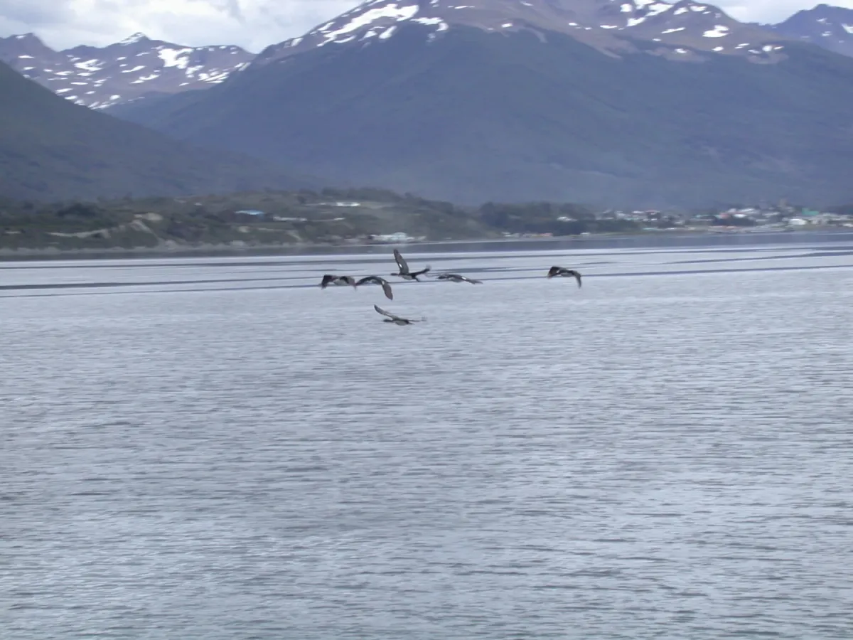 File:Imperial Shag (Leucocarbo atriceps)1.jpg