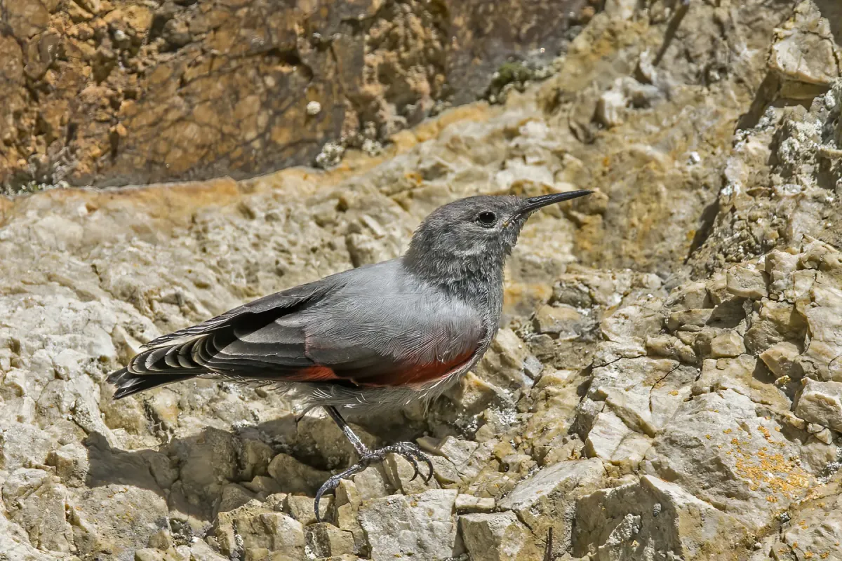 File:Wallcreeper (Tichodroma muraria) female Piatra Craiului 2.jpg