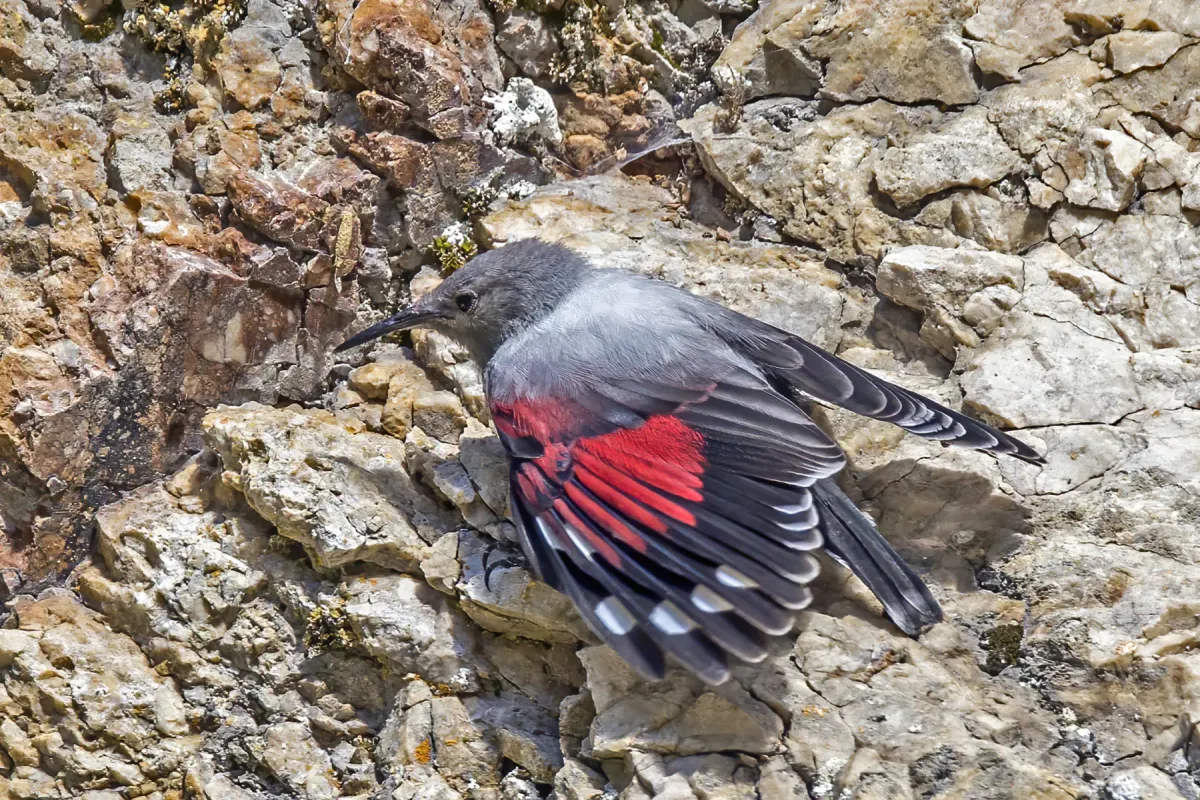 File:Wallcreeper (Tichodroma muraria) female Piatra Craiului.jpg