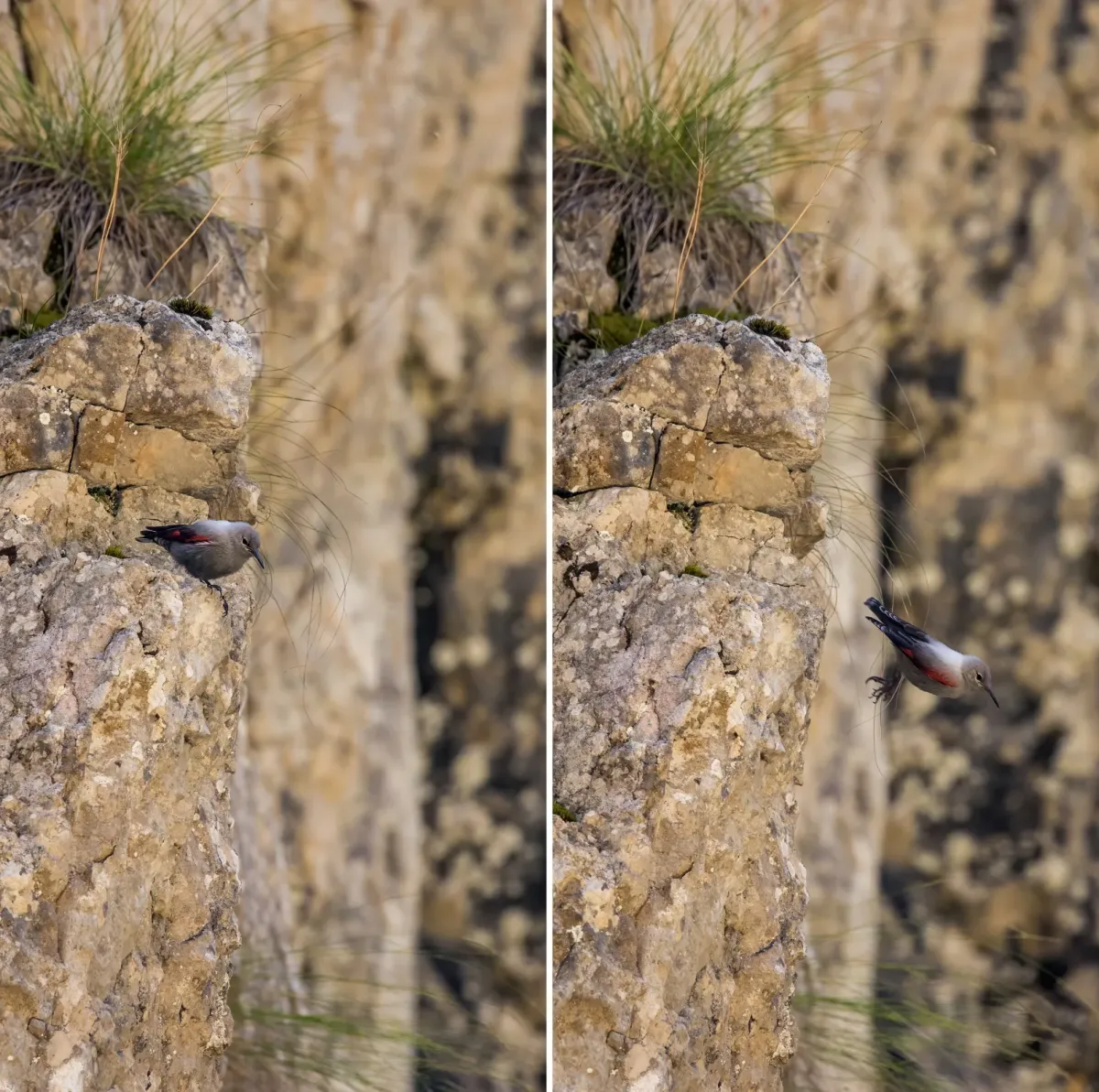 File:Wallcreeper (Tichodroma muraria) female composite Piatra Craiului.jpg