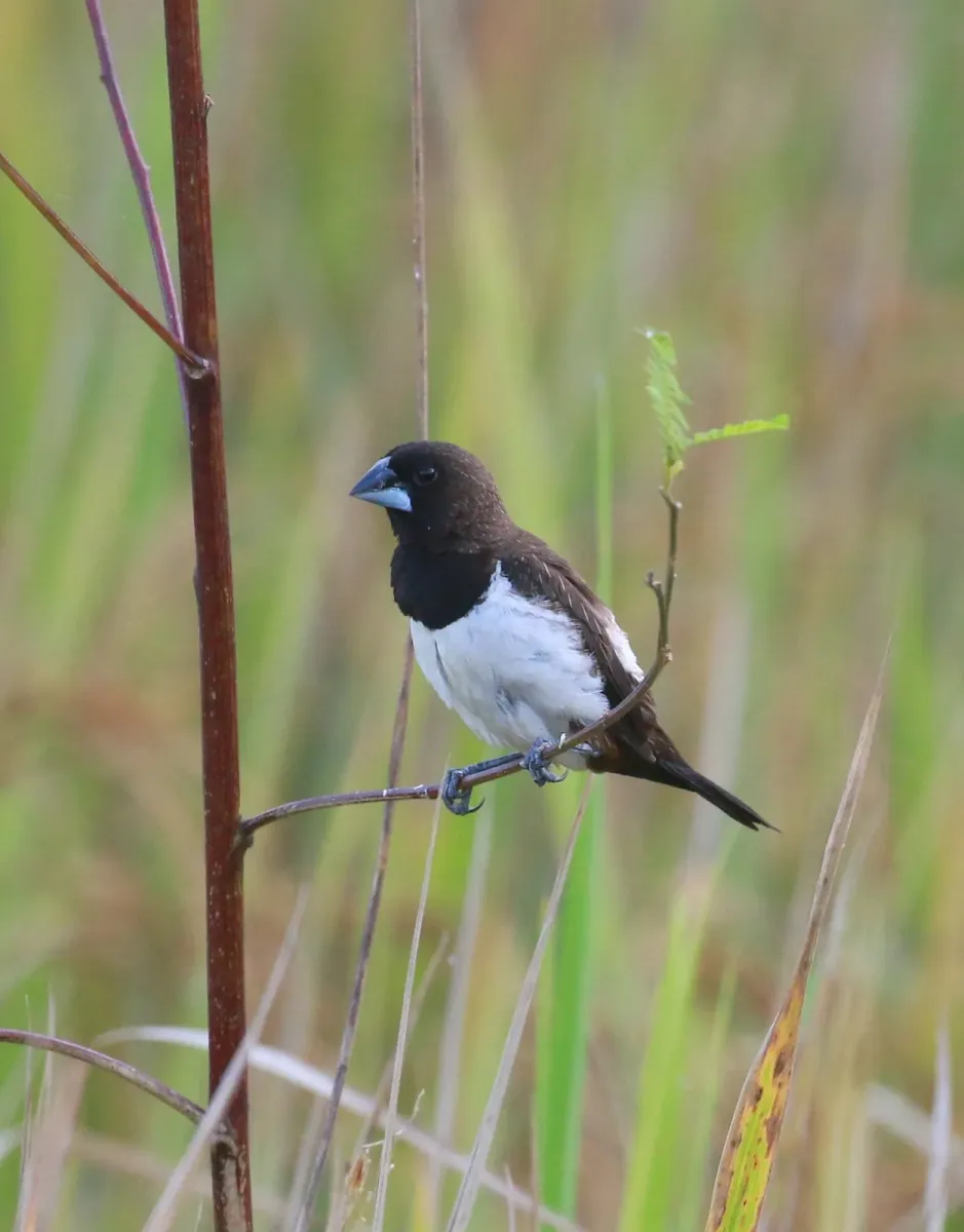File:White-rumped munia (Lonchura striata).jpg