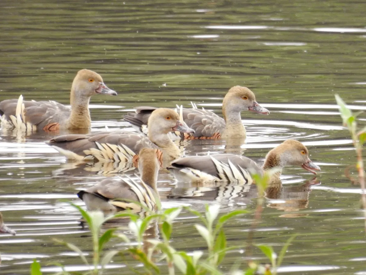 File:Dendrocygna eytoni, Atherton, Queensland, Australia 2.jpg