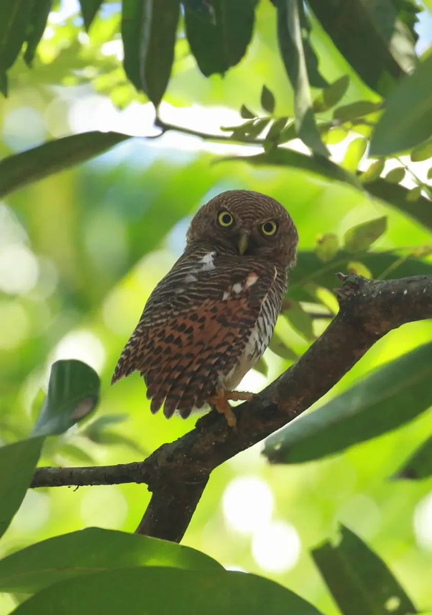 File:Jungle owlet (Glaucidium radiatum).jpg