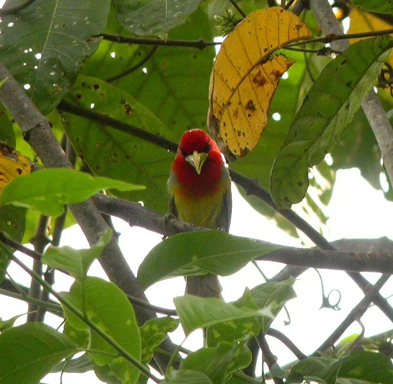 File:Eubucco tucinkae 58895827.jpg